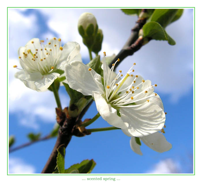 ... scented spring ...