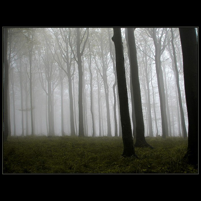 The fog