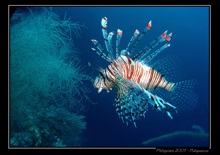 Lionfish