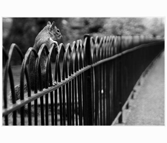 St. James' squirrel