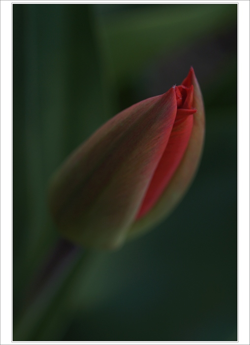 Black TULIP