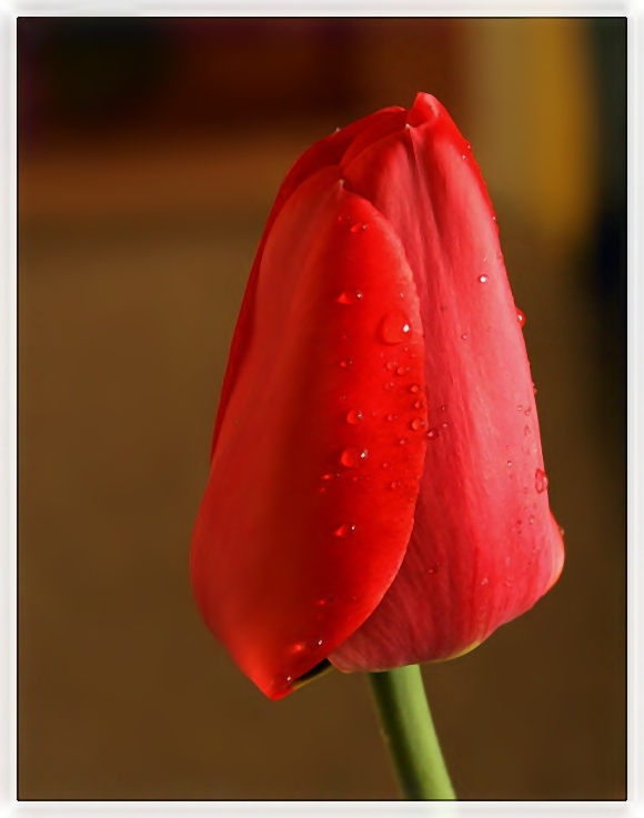 elegantní tulipán