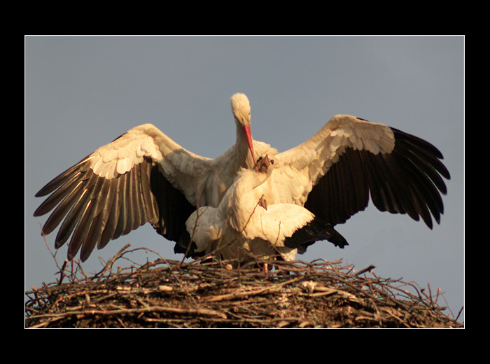 ...čapí námluvy...