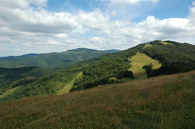 Bezovec