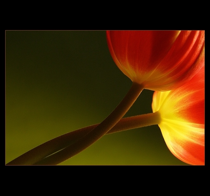 ...tulispojenia...