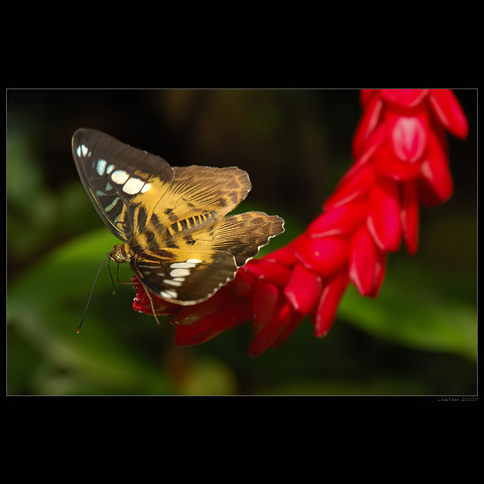 Parthenos sylvia II