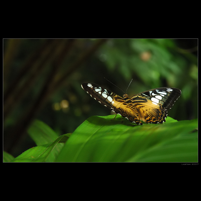 Parthenos sylvia III - odlétám pryč...