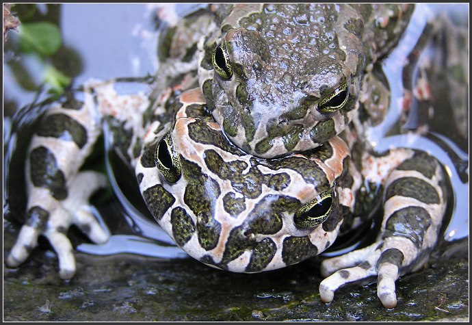 ropuší namlouvání