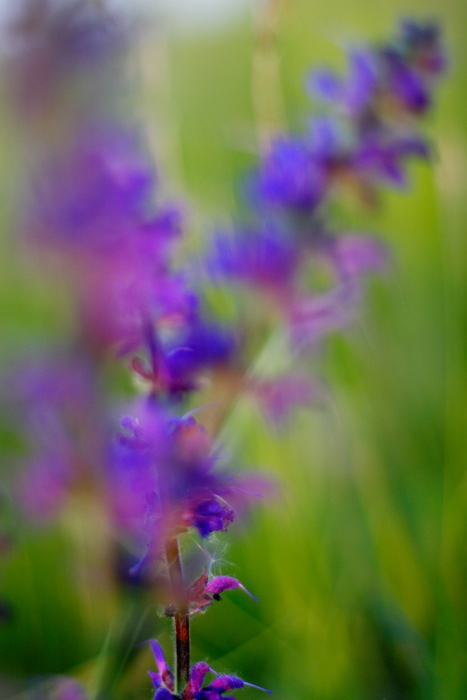 autumn abstraction