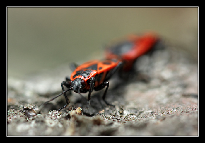 Kam mě to táhneš?