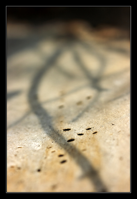 stíny nad červotočí kolonií