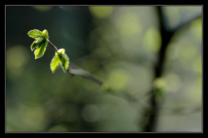 na počátku sezóny