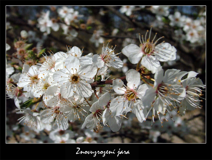 Květ jara