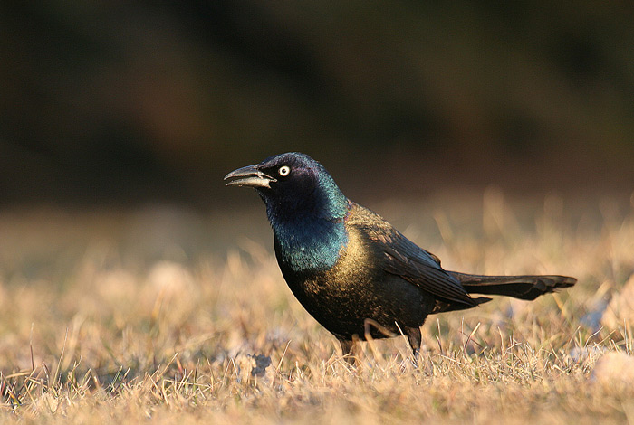 na zemi2