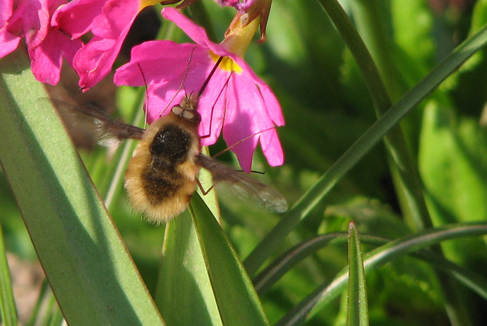 hmyzák kolibříkový II