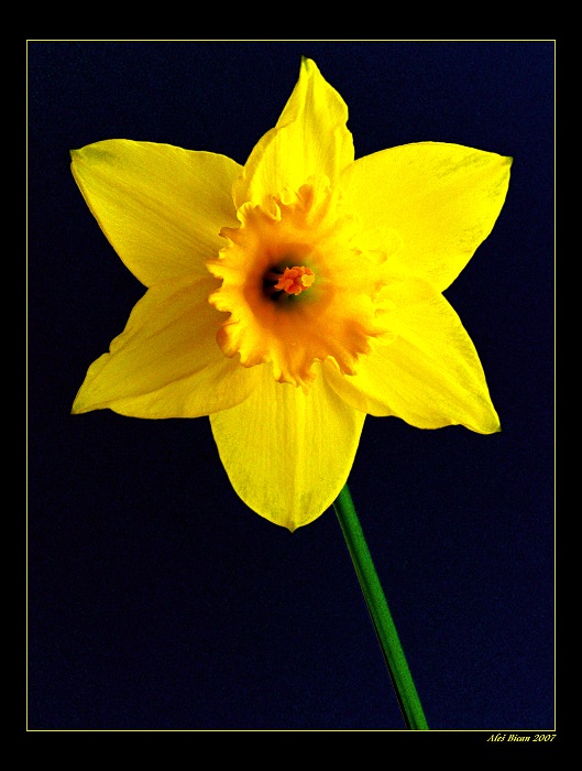 April Flower