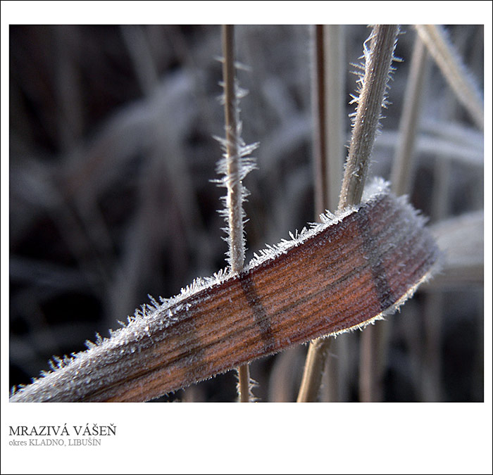 mrazivá vášeň