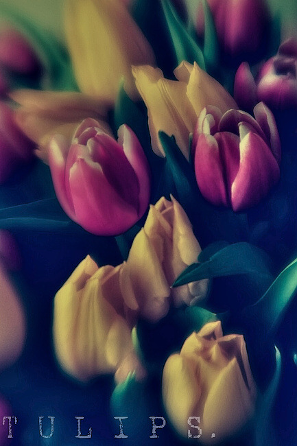 Tulips.