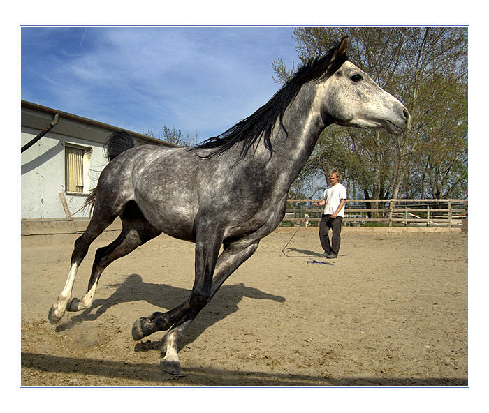 HorseManShip III.