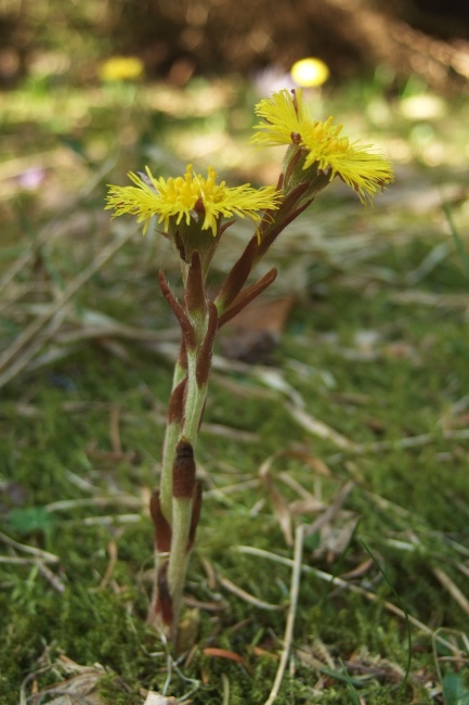 Podbeľ