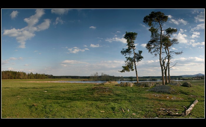 Borovice skalní