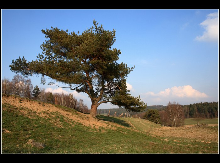 Borovice pastvinná