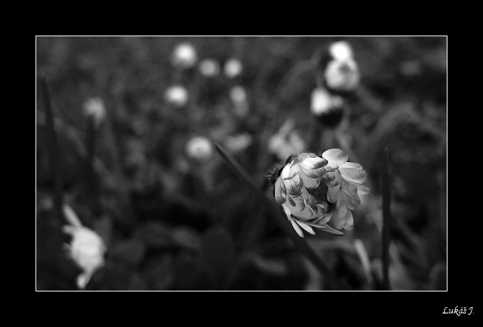 Sedmikráska - Probouzení