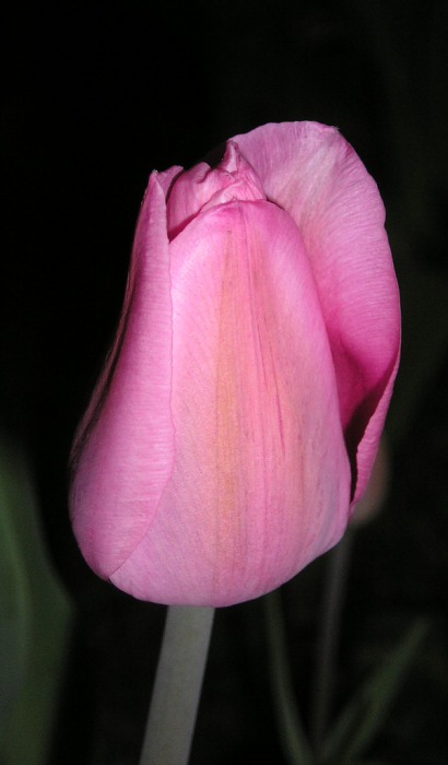 tulipánek