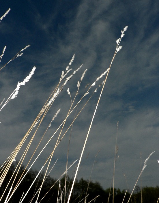 ...a toto je na luke pri lese...