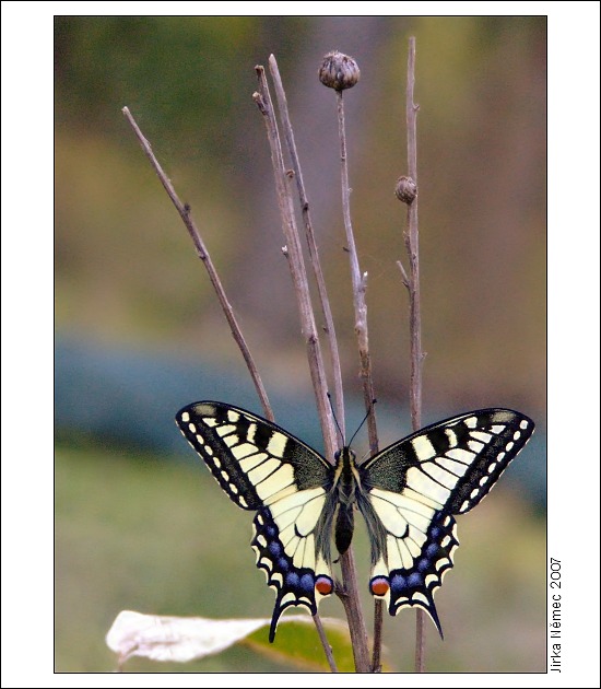Papilio Machaon