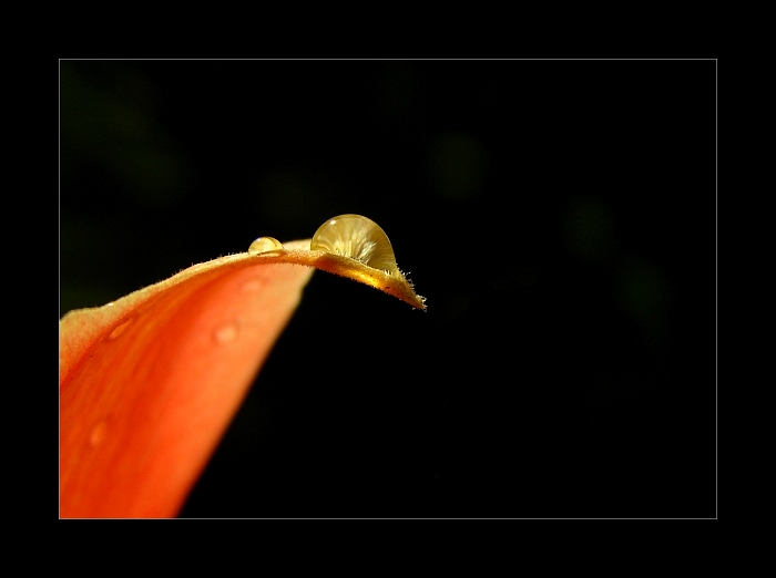 Tulipánová