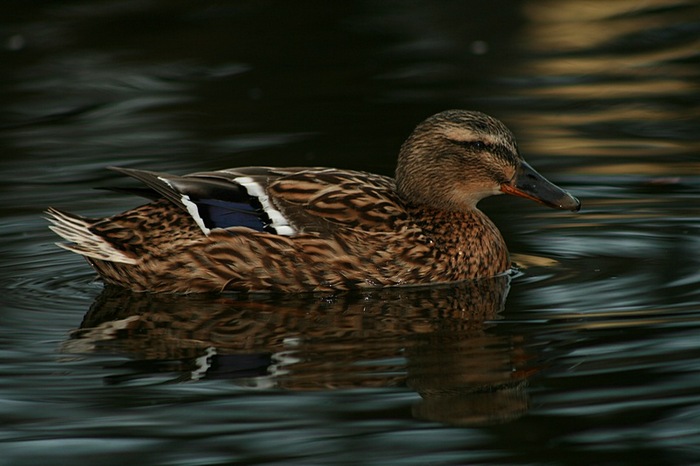 Svedska kachna