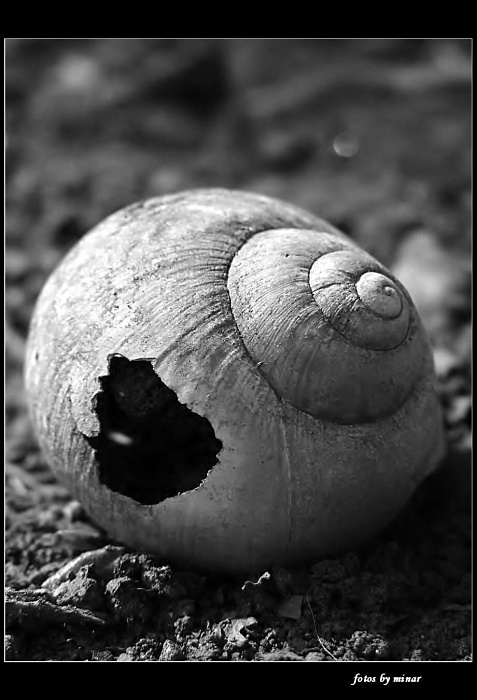 Domov bez najemnika