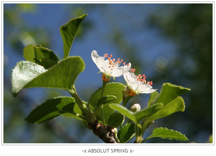 -x ABSOLUT SPRING x-