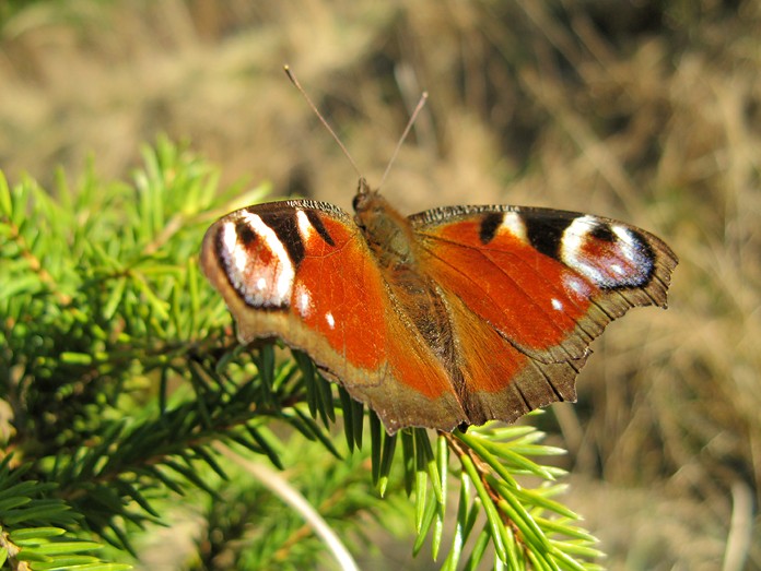 Inachis io