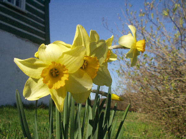 Narcisy