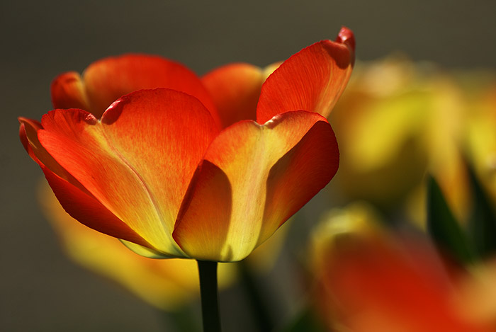 Tulipán