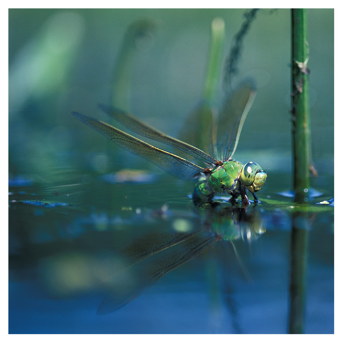 Anax imperator