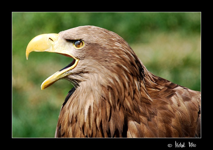 Orel mořský (Haliaeetus albicilla)