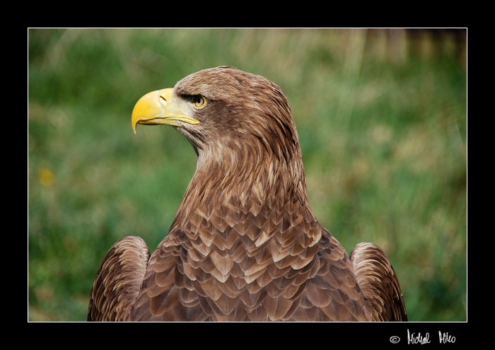 Orel mořský (Haliaeetus albicilla) III