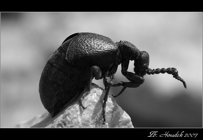 poníženě prosím ...