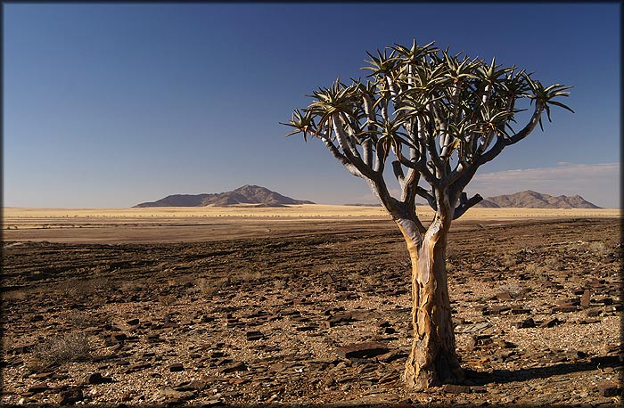 Aloe Dichotoma