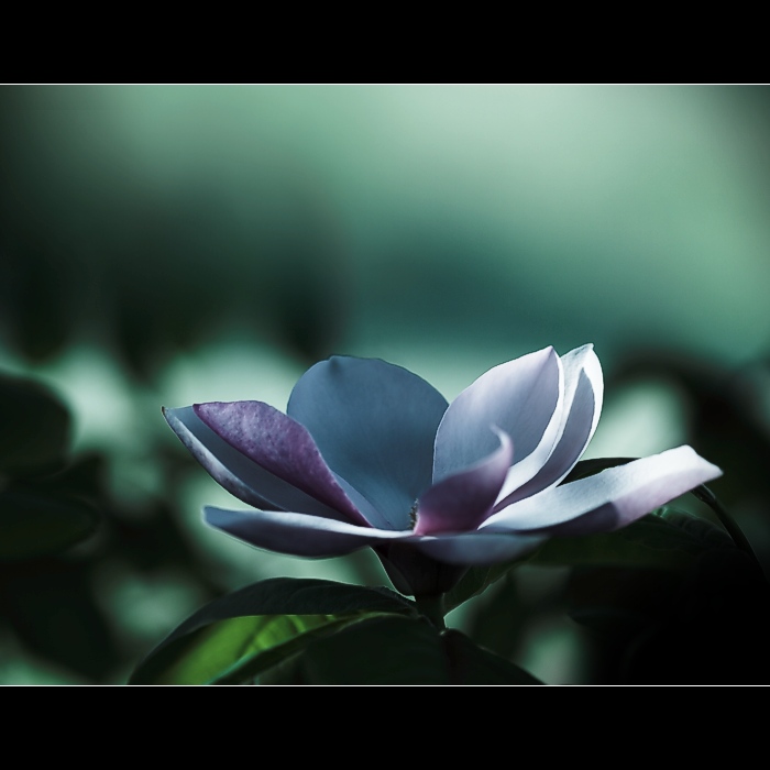 ...magnolia...