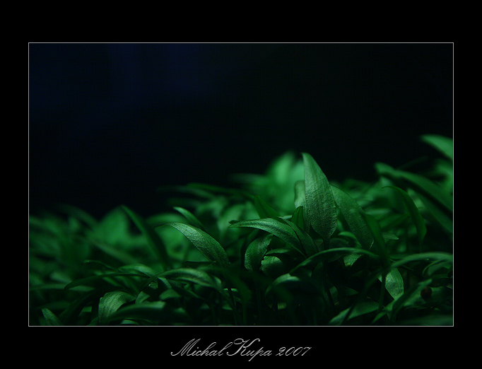 -The Silent-
