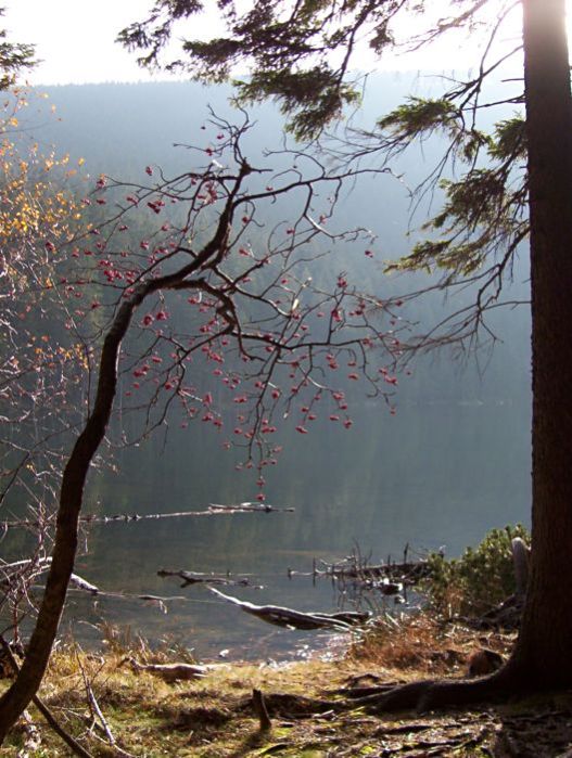 Šumava