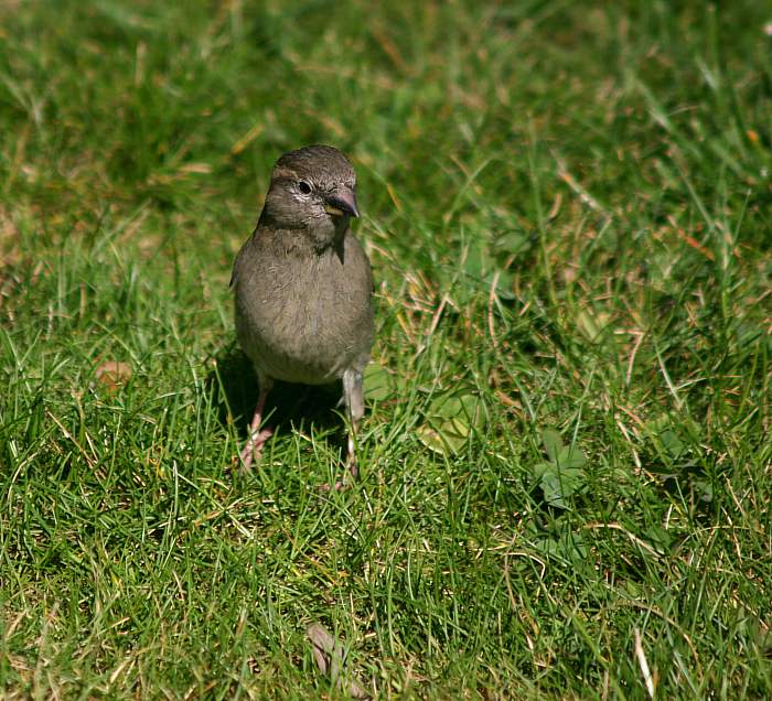 ...tenhle chodí pěšky...