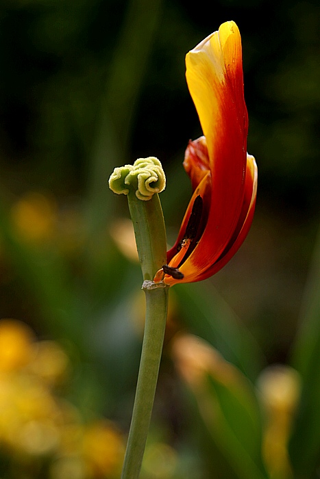 ...odkvetlá krása...