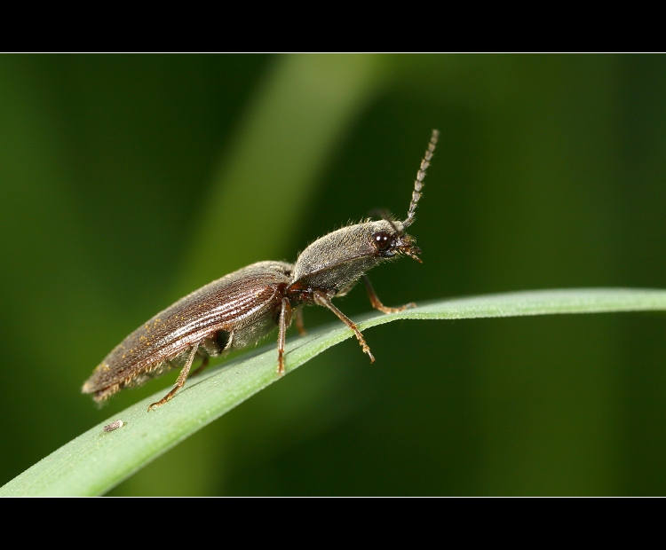 ... Kovařík narudlý... (Athous haemorrhoidalis)