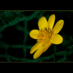 dOp "polapena v siti"