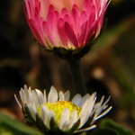 Kolegyně nestyďte se